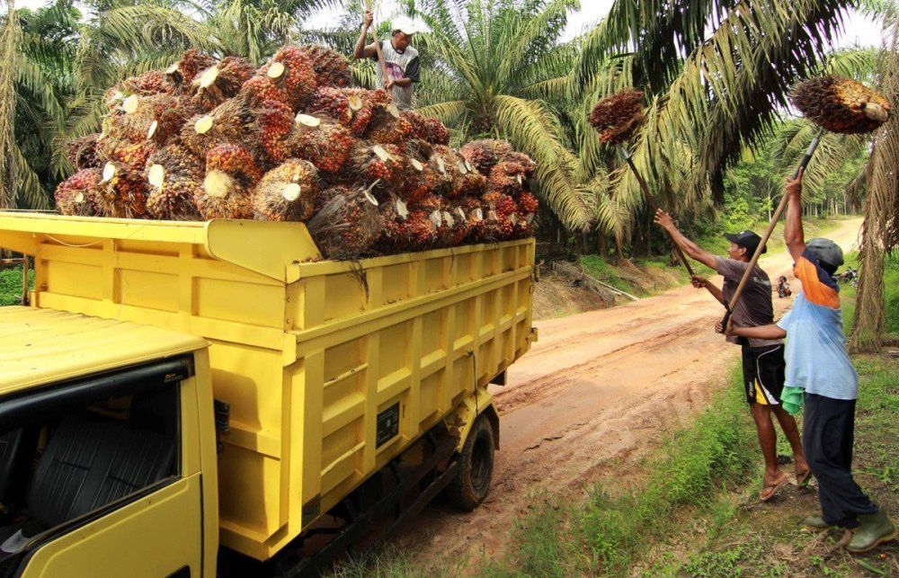 Riau plantation office realeases new palm oil fresh fruit bunch prices, now at IDR 3,278 per Kg (photo/int)