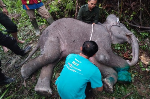 LAMR kecam perburuan gajah sumatera.(ilustrasi/int)