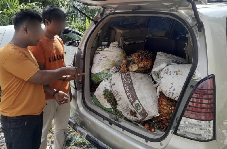 Dua pria diciduk polisi saat curi ratusan kilogram sawit di Tualang, Siak (foto/RMC)