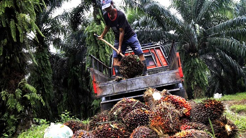 Harga sawit plasma di Riau pekan ini.(foto: int) 