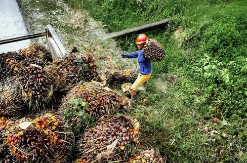 Harga TBS sawit mitra plasma di Riau pekan ini kembali naik.(ilustrasi/int)