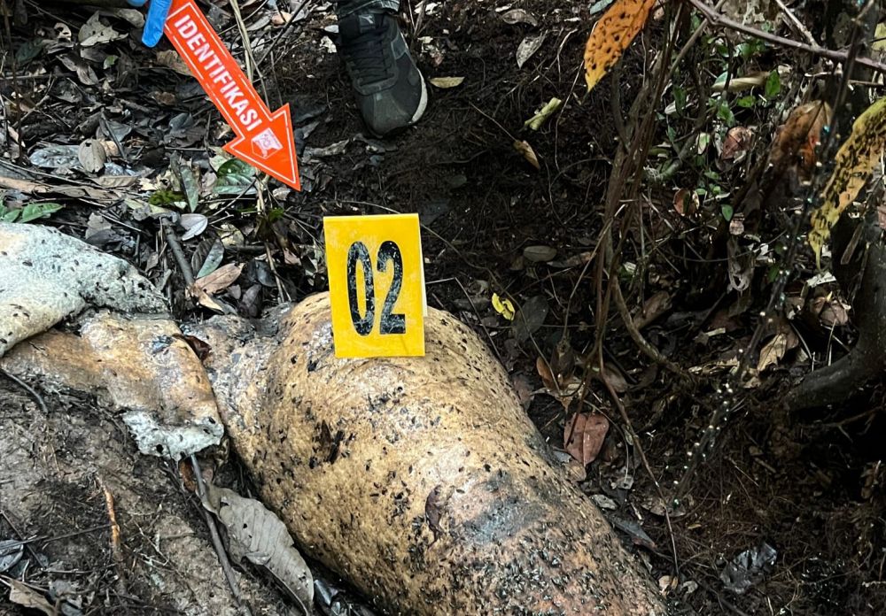 Polisi periksa 40 saksi terkait gajah mati tanpa kepala (foto/ist)