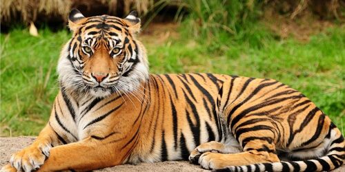 Harimau Sumatera. (Foto: BKSDN Kemendagri)