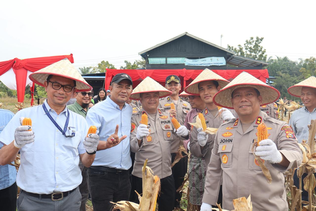Sekda Pelalawan, Tengku Zulfan hadiri panen raya jagung Polres (foto/Andy)