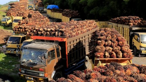 Harga TBS sawit mitra swadaya di Riau pekan ini anjlok.(ilustrasi/int)
