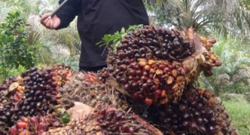 Ilustrasi harga sawit Riau tembus Rp3.696 per kilogram (foto/int)