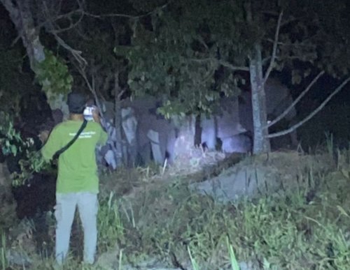12 gajah liar tiba-tiba melintasi kebun warga di Pekanbaru (foto/int)