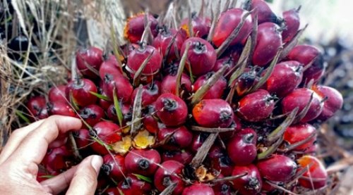 Ilustrasi harga TBS sawit plasma Riau turun (foto/int)