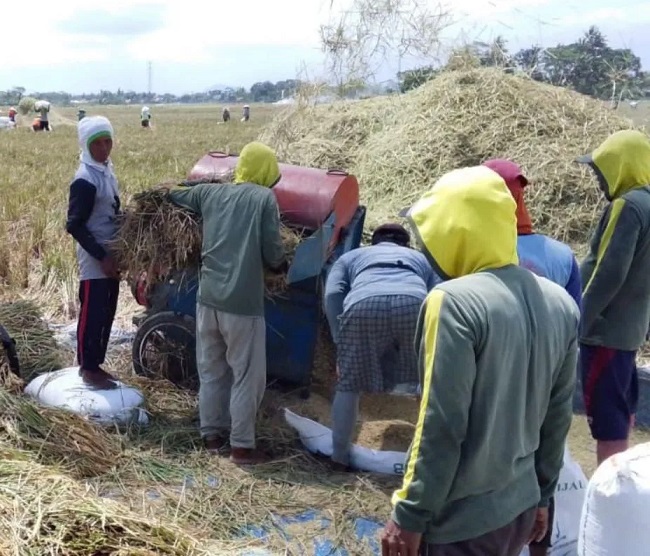 Petani di Desa Gentasari, Kecamatan Kroya, Kabupaten Cilacap, Jawa Tengah, Selasa (24/3/2026), menyiapkan gabah yang akan diserap oleh Bulog Banyumas. 