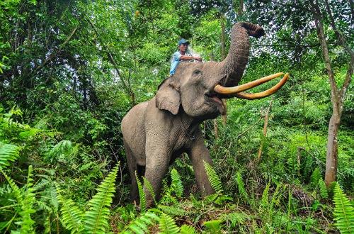 Gajah di Tesso Nilo terancam.(ilustrasi/int)