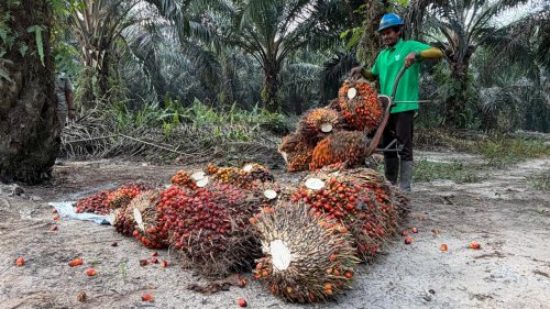 Ilustrasi Rp1,9 triliun dana PSR sudah disalurkan ke 23 ribu lebih petani di Riau (foto/dok-halloriau)