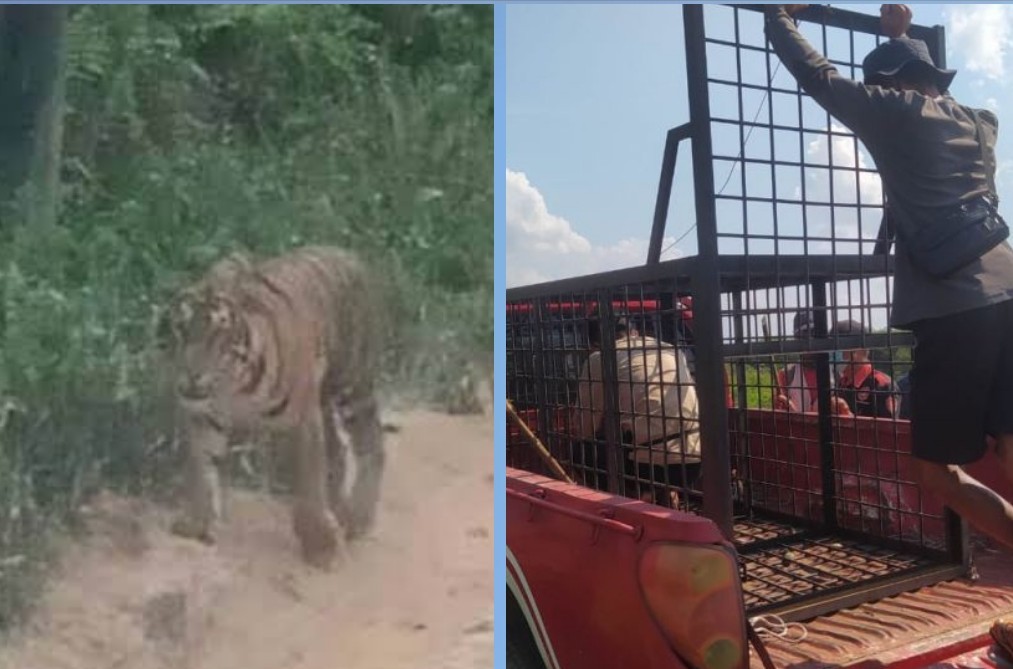 BBKSDA Riau pasang perangkap dan kamera untuk tangani Sampali si Harimau Sumatera di Pelalawan (foto/int)