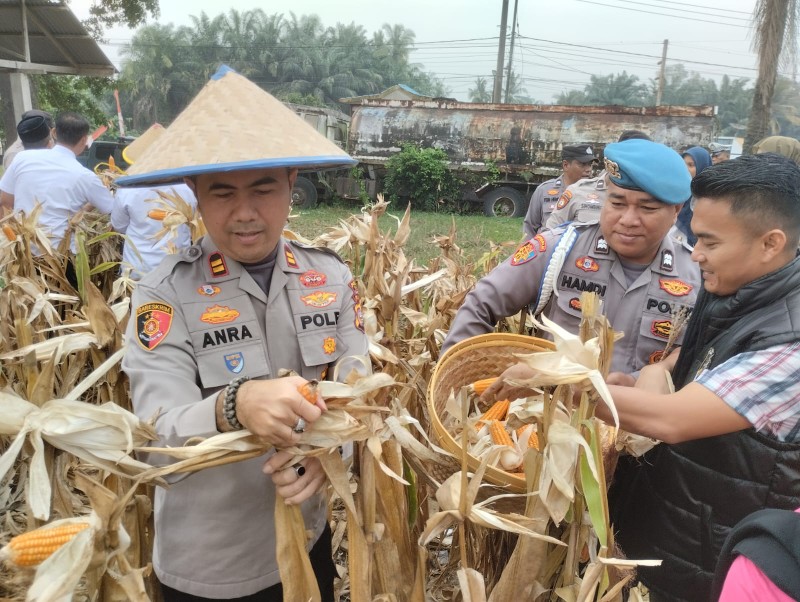 Kapolsek Bukit Kapur Iptu Anra Nosa mewakili Kapolres Dumai AKBP Hardi Dinata H memanen jagung (foto/bambang)