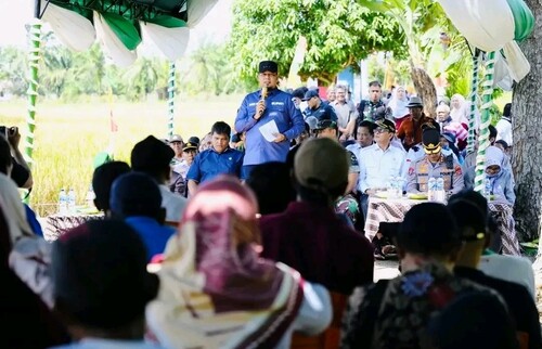 Bupati Indragiri Hulu, Ade Agus Hartanto, ikut panen bersama di Desa Kuala Mulia. (Foto: Andri Subakti)
