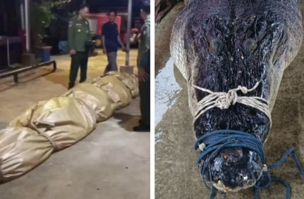 Isi perut buaya 5,7 meter di Inhil berisi plastik hingga tabung TV (foto/ist)