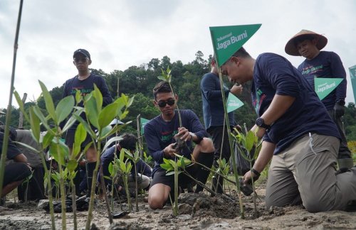 Telkomsel libatkan warga Pesisir Selatan tanam mangrove hadapi abrasi.(foto: istimewa)