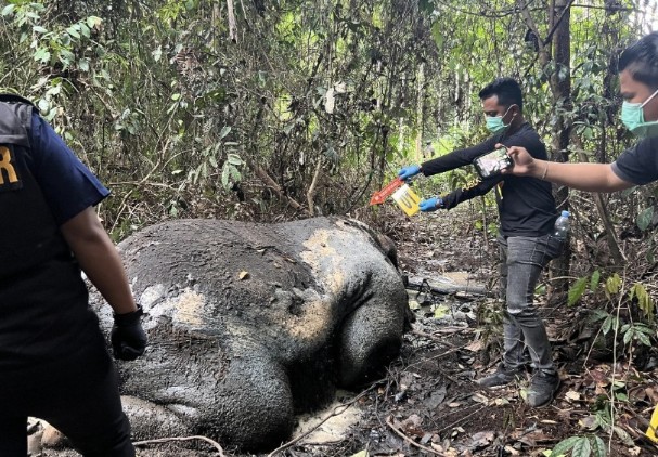 Polres Pelalawan melakukan pengecekan TKP terkait temuan gajah mati di Ukui (foto/Andy)