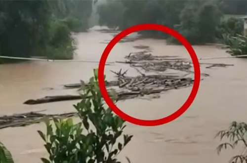 Potongan kayu gelondongan terbawa arus Sungai Manggilang ke aliran PLTA Koto Panjang Kampar.(foto: tribunpekanbaru.com)
