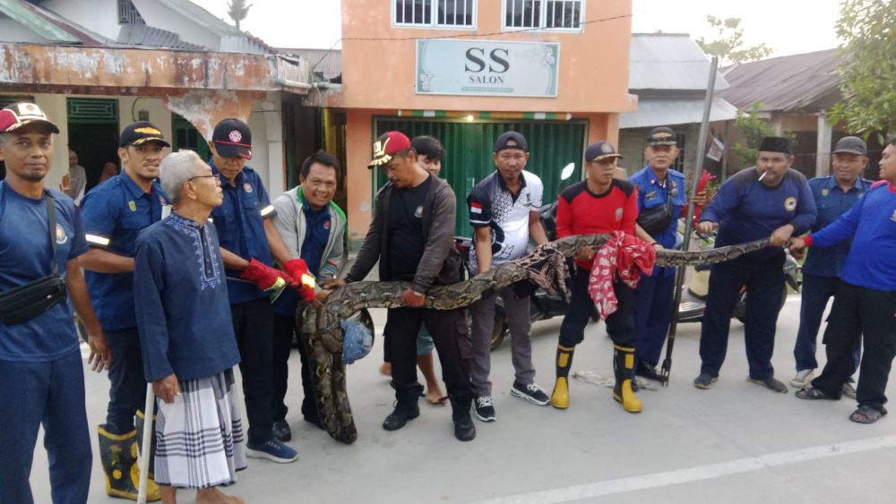 Ular piton raksasa ditangkap usai telan kucing di Tembilahan, Inhil (foto/int)