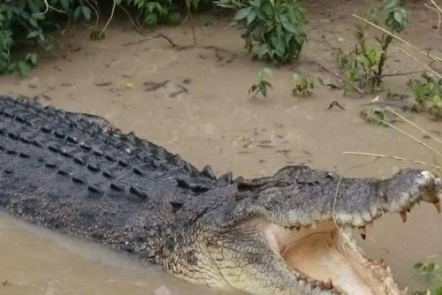 Ilustrasi ibu muda diterkam buaya saat mandi di Sungai Metas (foto/int)