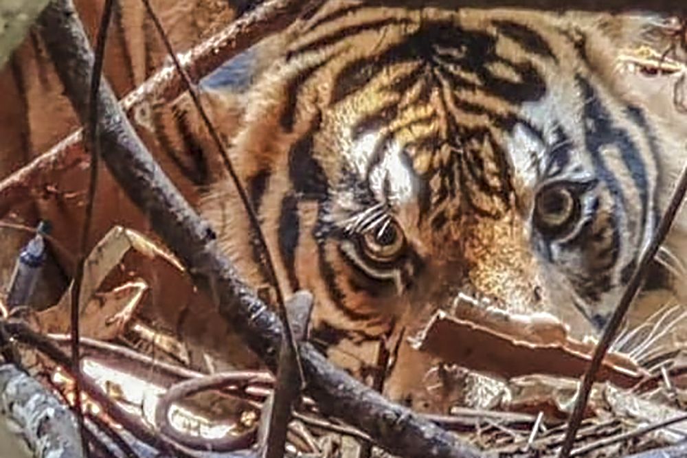 Ilustrasi warga rekam harimau Sumatra melintas di Mempura, Siak (foto/int)