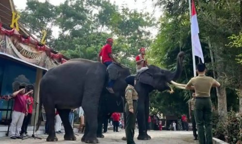 Dua gajah Sumatra menjadi penggerek bendera HUT ke-81 RI di Kasang Kulim Zoo (foto/int)