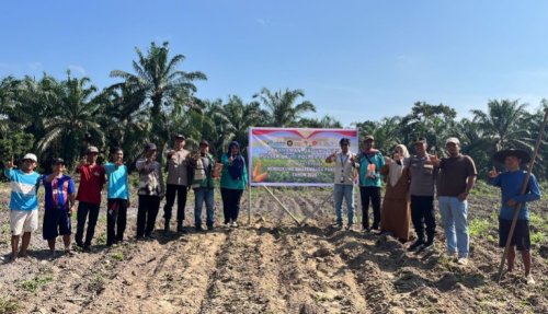 Polsek Ukui dan PT RAPP menanam jagung hibrida tiga hektare di Air Hitam (foto/Andy)