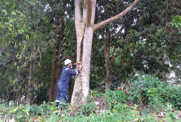 Seorang pekerja PT EMP Tunas Energi mengukur diameter pohon untuk melihat pertumbuhan tanaman di kawasan konservasi Desa Mak Teduh, Kecamatan Kerumutan (foto/ist)