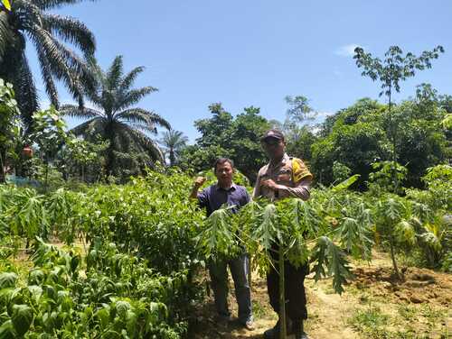 Polsek Simpang Kanan melakukan pengecekan terhadap Program Ketahanan Pangan Pekarangan Bergizi di Kepenghuluan Bukit Damar. (Foto: Afrizal)