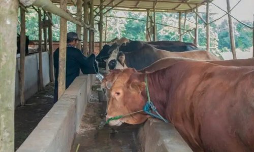 Sapi PMK.(ilustrasi/int)