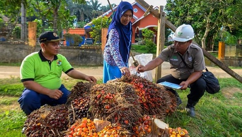Harga TBS sawit plasma di Riau pekan ini naik.(ilustrasi/int)