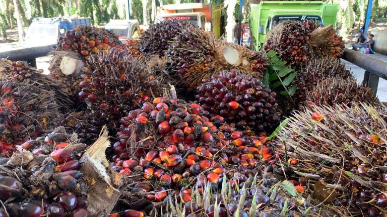 Harga TBS kelapa sawit mitra swadaya di Riau sentuh Rp3.226 per kilogram (foto/yuni)