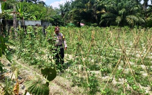 Polsek Simpang Kanan terus aktif memantau perkembangan Pekarangan Bergizi milik warga.(foto: afrizal/halloriau.com)