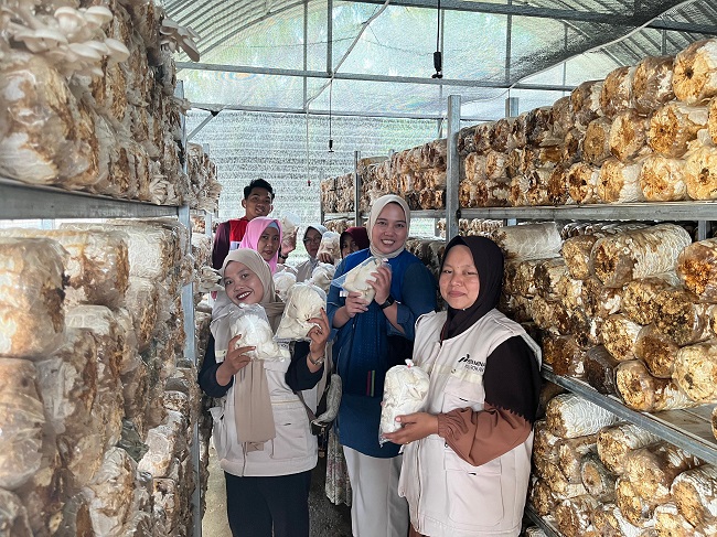 Kaum perempuan di Desa Rimba Beringin, Kecamatan Tapung Hulu, Kampar yang tergabung dalam kelompok Seroja sukses mengembangkan usaha budi daya jamur tiram setelah mendapat pendampingan PT Pertamina Hulu Rokan (PHR).