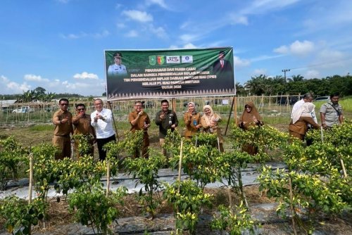 TPID Riau panen dan tanam cabai di lahan On Farm PT RPB (foto/ist)