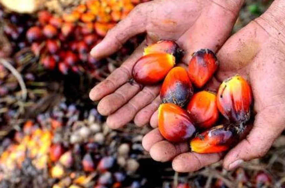 Harga TBS sawit kemitraan plasma di Riau capai Rp3.363 per Kg (foto/int)
