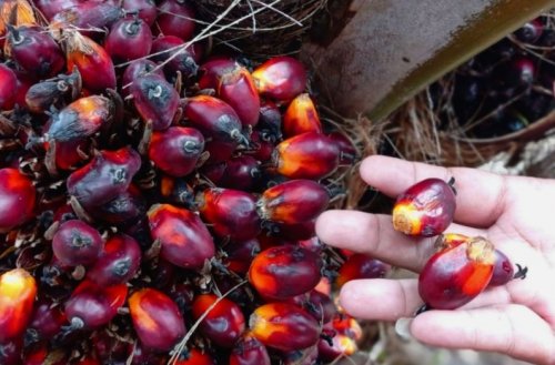 Harga TBS kelapa sawit swadaya di Riau melemah (foto/int)