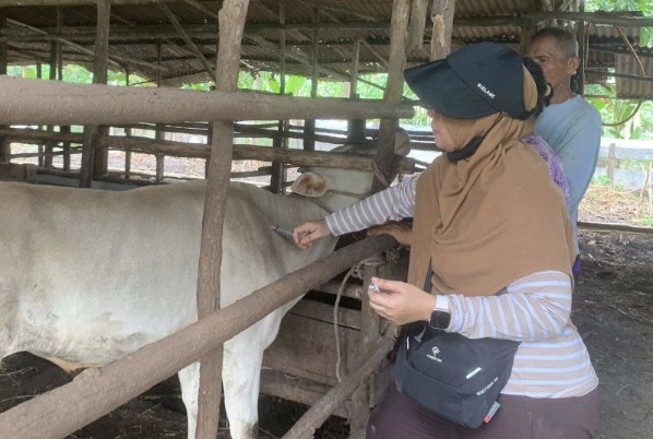Ilustrasi pemerintah pusat salurkan puluhan ribu vaksin PMK ke Riau (foto/rri)