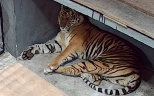 Harimau Sumatera di Riau jalani observasi.(foto: mcr)
