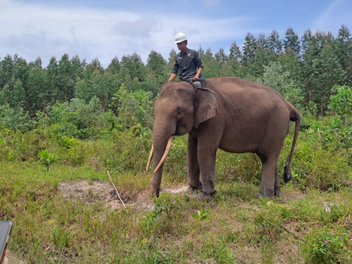 Mahout bersama gajah sedang berkeliling di hamparan hijau hutan sekitar UKG Estate Ukui, Kabupaten Pelalawan (foto/riki)