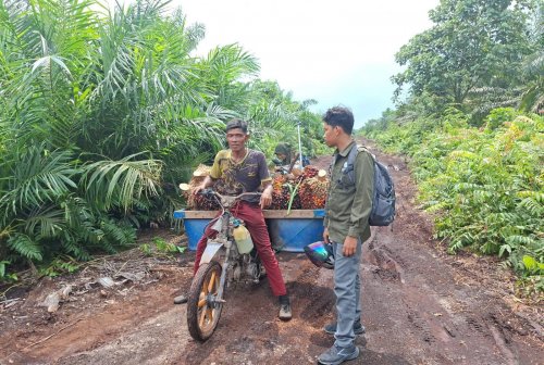 Ilustrasi pekerja sawit di Siak nyaris diterkam harimau Sumatra (foto/int)