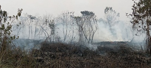 Karhutla di Kampar.(foto: int)