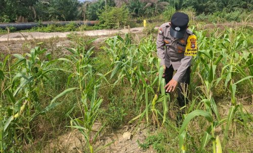 Bhabinkamtibmas Rantau Kopar pastikan produktivitas jagung warga terjaga.(foto: afrizal/halloriau.com)