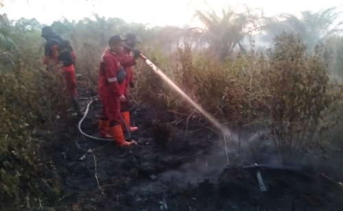 Proses pemadaman Karhutla di Air Hitam Pekanbaru.(foto: mcr)