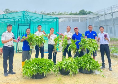 Warga binaan Lapas Bagansiapiapi sukses panen kangkung mandiri (foto/afrizal)