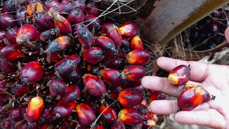 Ilustrasi harga kelapa sawit mitra swadaya terus naik pekan ini (foto/ist)