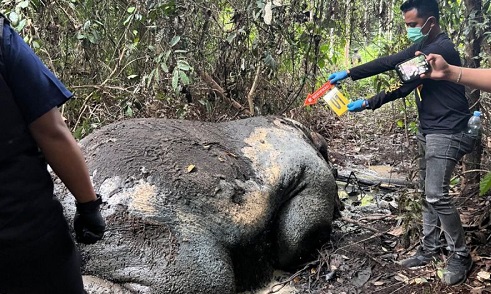 Temuan gajah mati diduga jadi korban perburuan di Pelalawan.(foto: int)