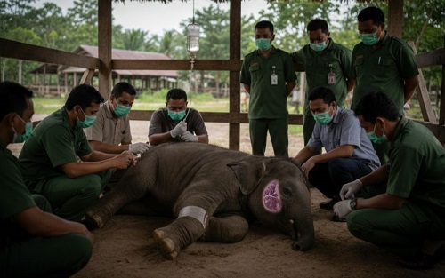 Anak gajah sumatera mati di Sebanga akibat virus EEHV.(foto: mcr)