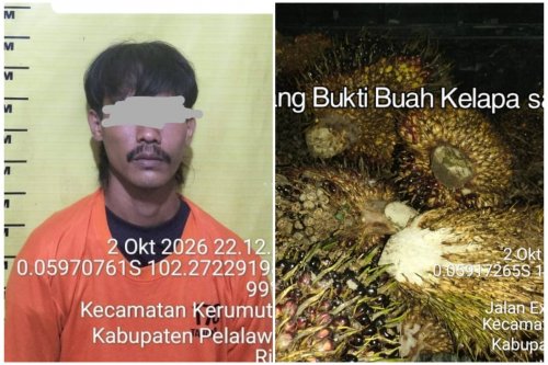 Curi sawit perusahaan, pria 31 tahun diamankan polisi, enam pelaku kabur (foto/Andy)