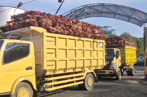 Harga TBS sawit mitra swadaya pekan ini naik.(ilustrasi/int)